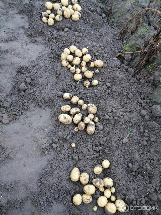 Продам картофель семеной