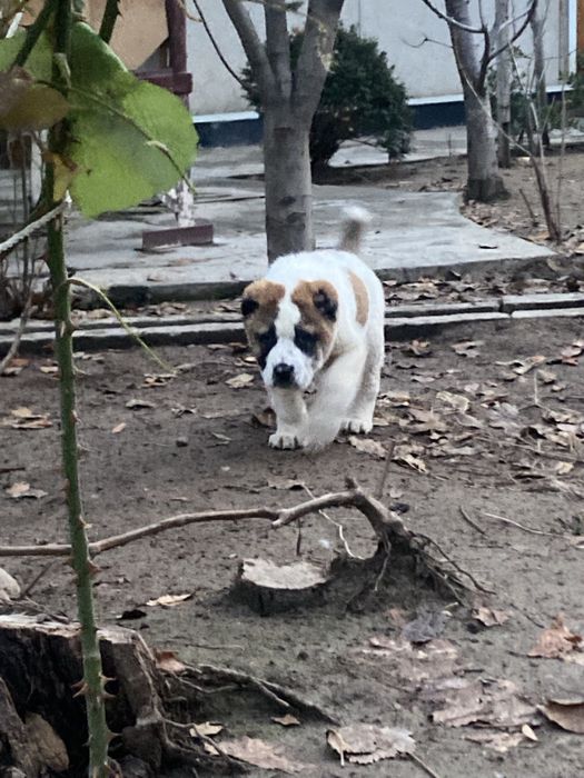 Alabay toza zot алабай 40 дней