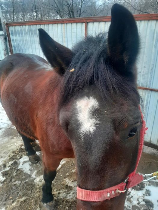 Iapă 4 ani și mânza 5 luni