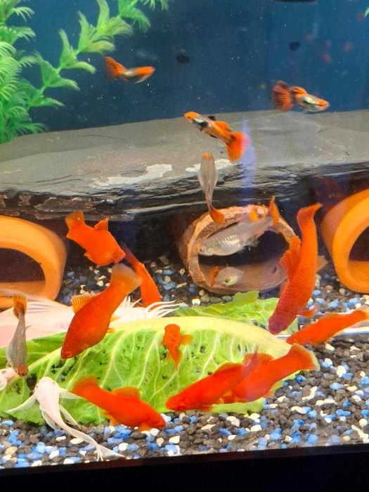 Аквариумни рибки хелер, хелер албино ред