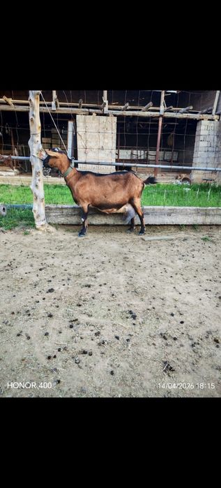 Ешкилер асыл тукымды