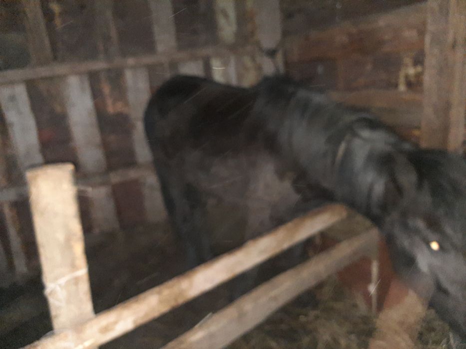 Семіз дөнен сатылады  табиғи шөппен семиртилген