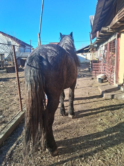 Vând armăsar de 4 ani