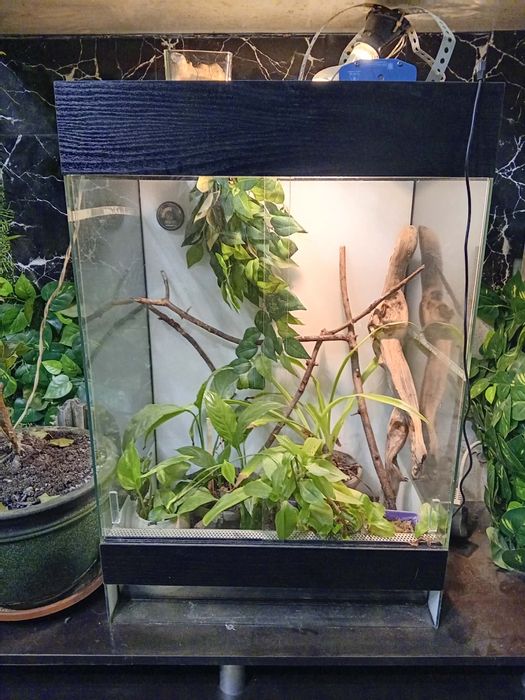 Терарюм за влечуги