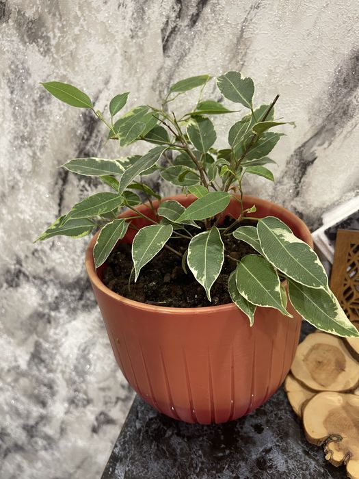 Фикус Бенджамина .