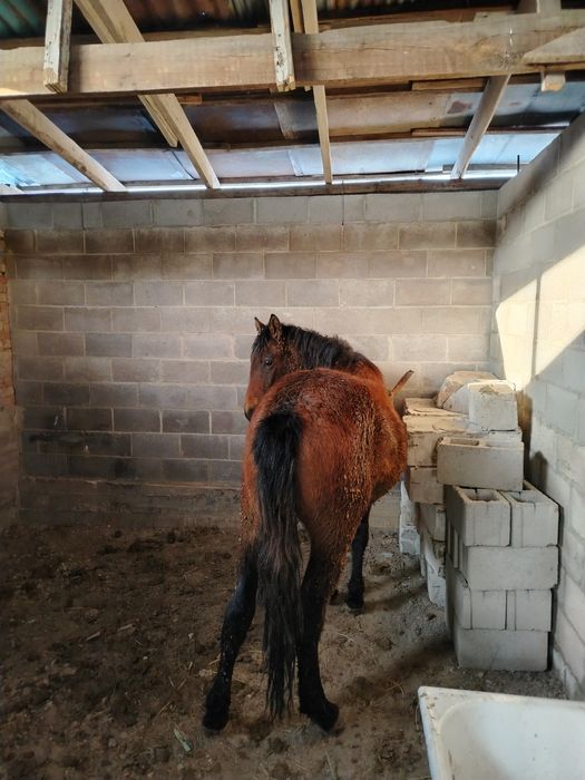 Кунан шыгар полукровка