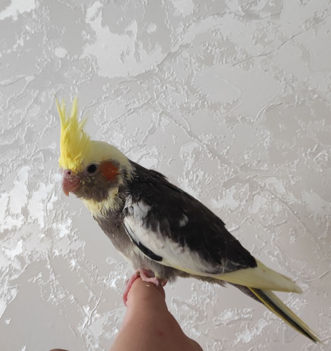 Ручной попугай карелла