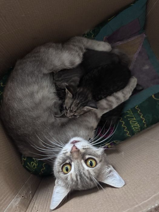 Отдам даром котят