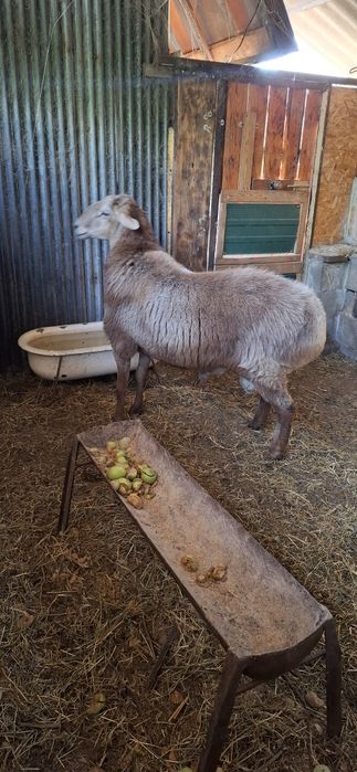 Арашан,кошкар,баран