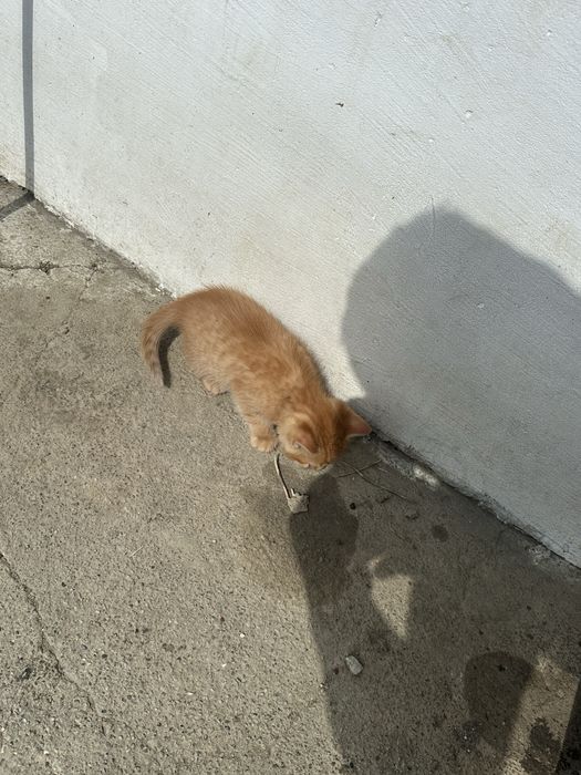 Ofer spre adoptie 4 pisoiasi  mancaciosi si frumosi