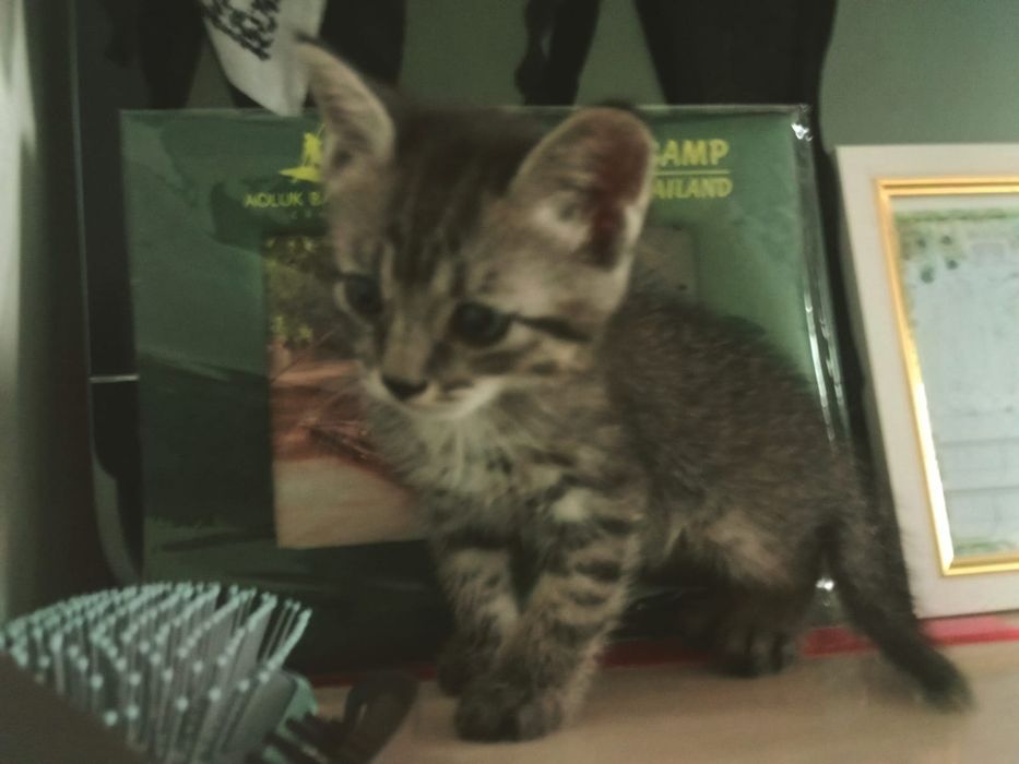 котята отдам бесплатно