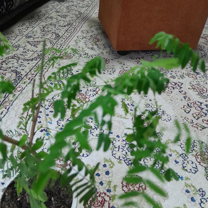 Продам цветок комнатный