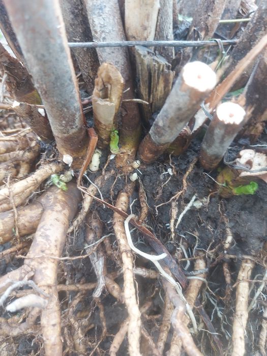 Продам гибискус травянистый.