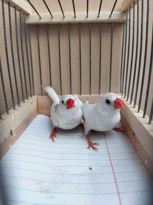 Сотилди Продан Sotildi