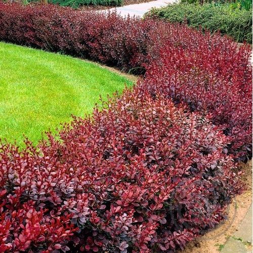 Gazon lanshaft  poliv sistema