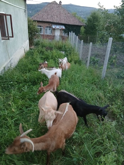 Vând  6 iezi  preț 230lei bucata