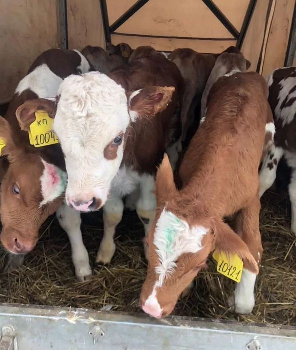 Симментал бұқаларының бычки бұзаулары