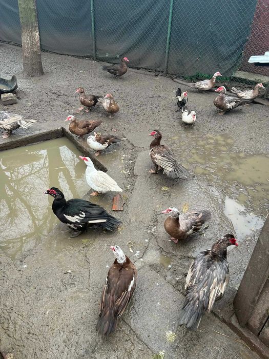 Oua de bibilica , rata muta si rata romaneasca