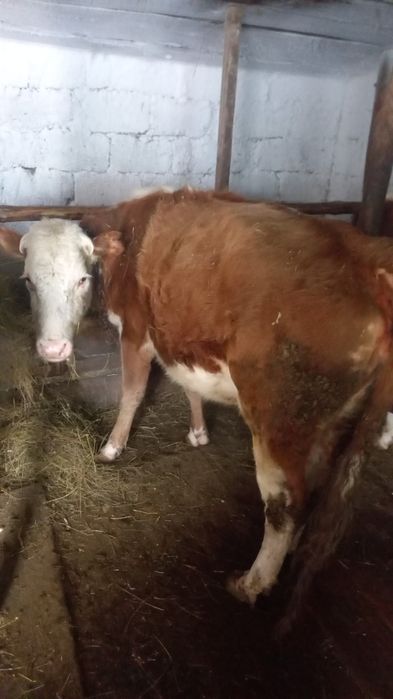 Буаз сиыр сатылад сути