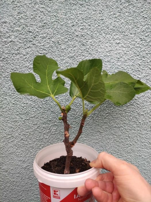 Pui de Smochin - Ficus Carica