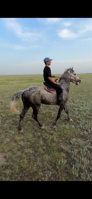 Айгыр . Жеребец .