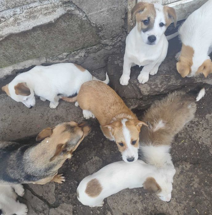 Donez cățelușe  metișe