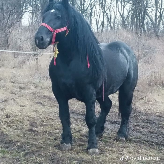 Armasar de vânzare