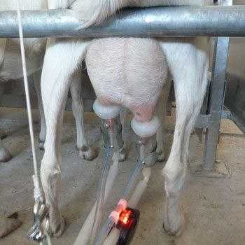 Акция Доильный аппарат для коров