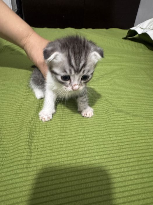 мысық. скоттиш страйт
