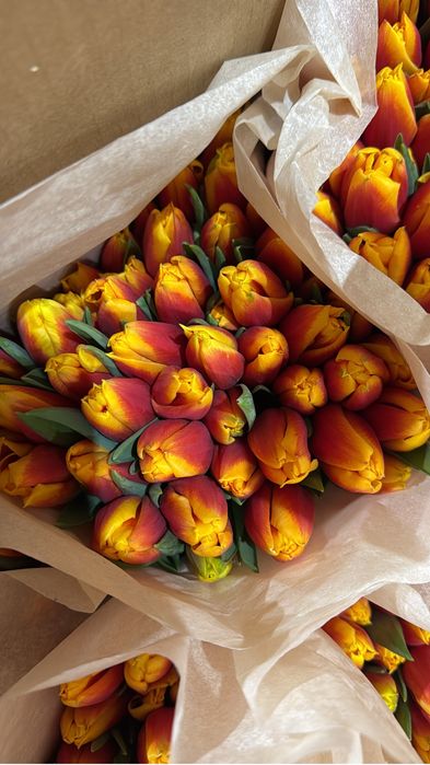 Тюльпан большой.