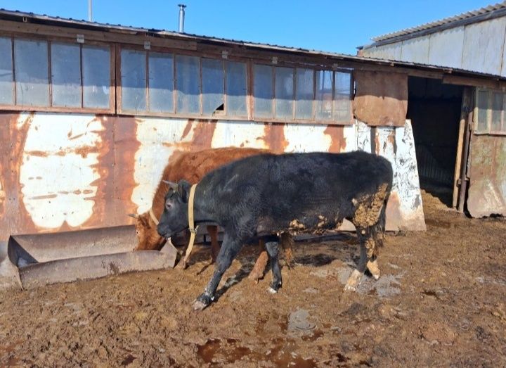 Продам двух быгов двухгодовалве