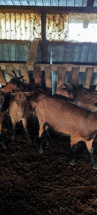 Iede alpine franceze de vânzare gestante din mame foarte bune de lapte