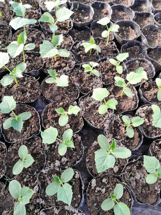 Рассада огурцов пикалино ф1