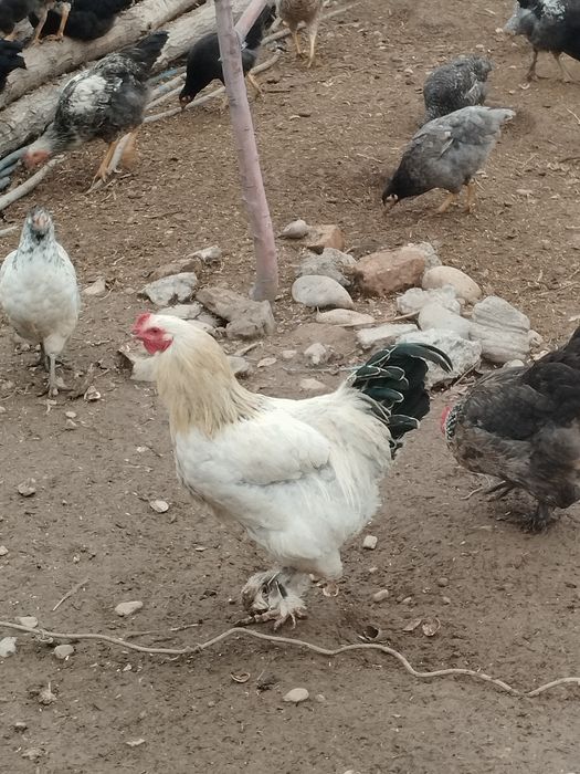 Петухи 100. 000 сум