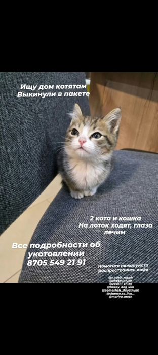 Отдам котиков и кошечку в добрые ручки.