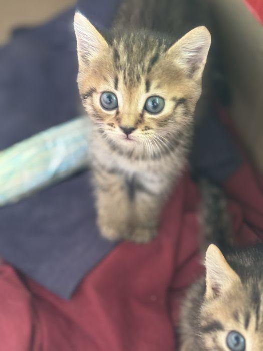 Отдам котят в хорошие руки