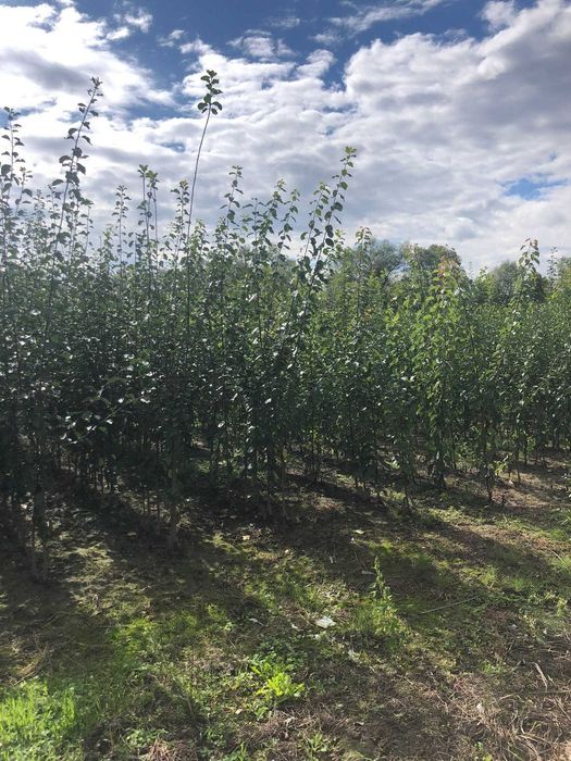 VAND Pomi fructiferi