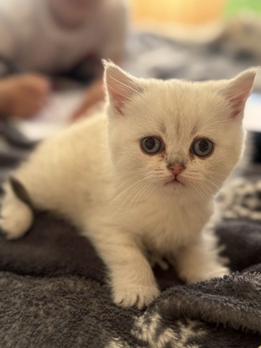 British Shorthair, femela, acte la zi (vaccinuri, deparazitari)