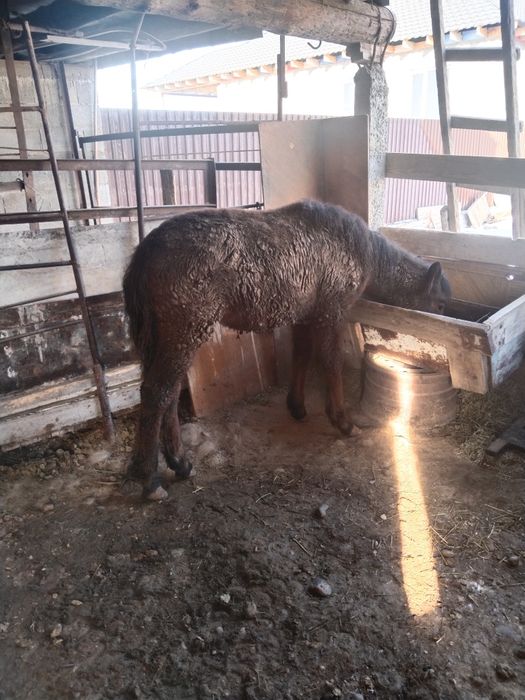 Тай сатамын семиз сентябртдан бери тұр