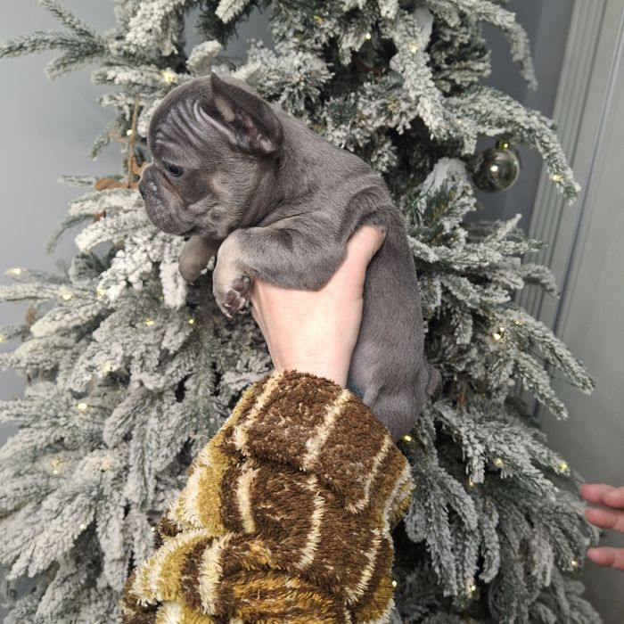 Девочки французского бульдога