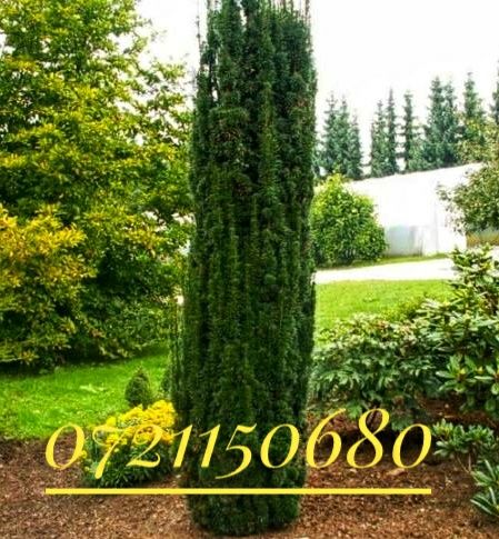 Taxus baccata , tuia occidentalis smaragd, brazi, ienupar blue arrow