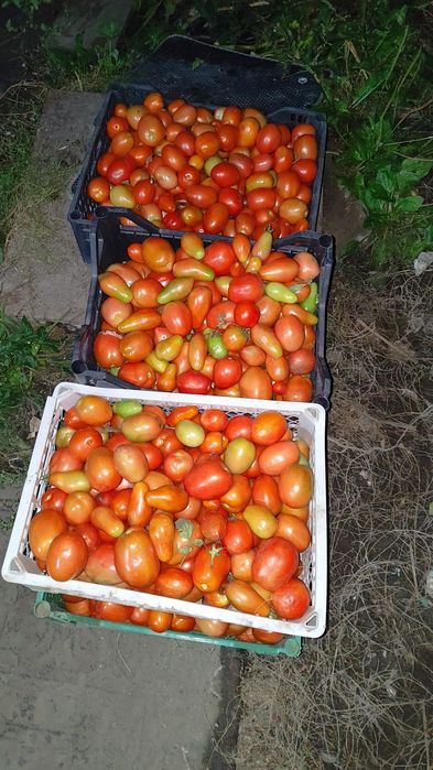 Продам помидоры  домашние