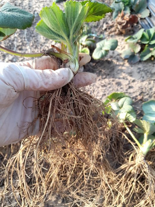 Stoloni   capsuni  Albion