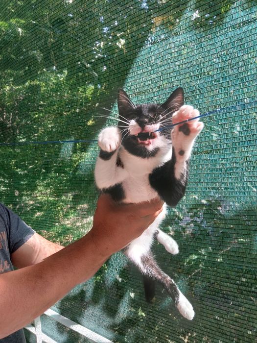 Подарява се котенце