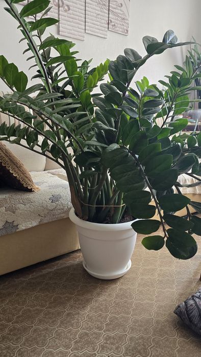 Замиокулькас долларовое дерево