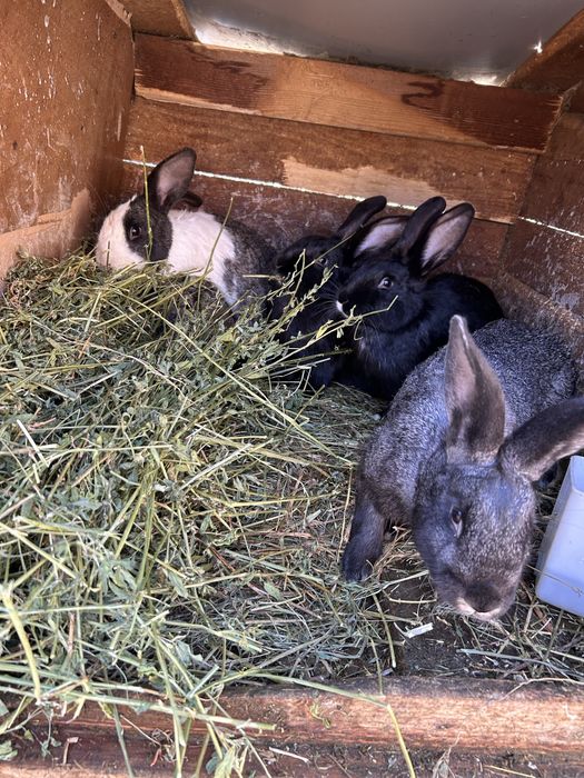 Iepurași de vanzare