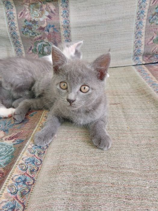 Отдам котенка девочку в добрые руки