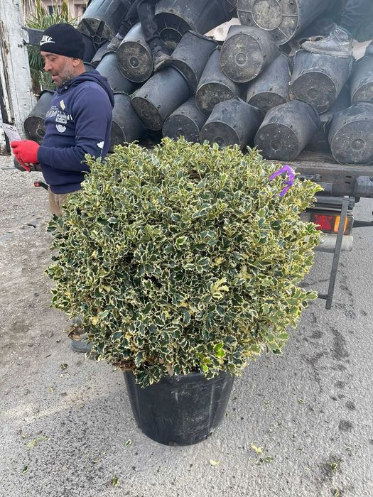 Plante Ornamentale pentru Amenajări Premium