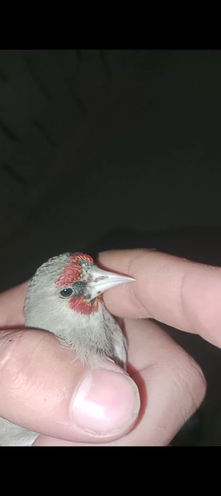 Щегол пепел самка