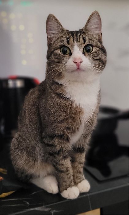 Отдадим красавчика в добрые руки